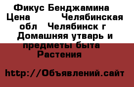 Фикус Бенджамина › Цена ­ 100 - Челябинская обл., Челябинск г. Домашняя утварь и предметы быта » Растения   